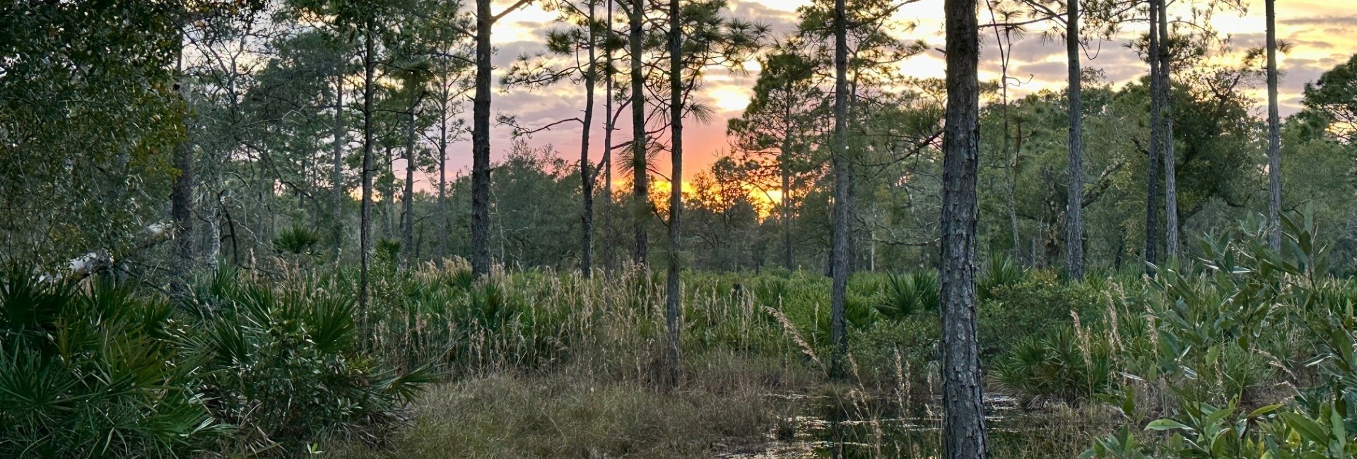 Image of trees, wetland, and other native plants at Hickory Bluff Preserve.
