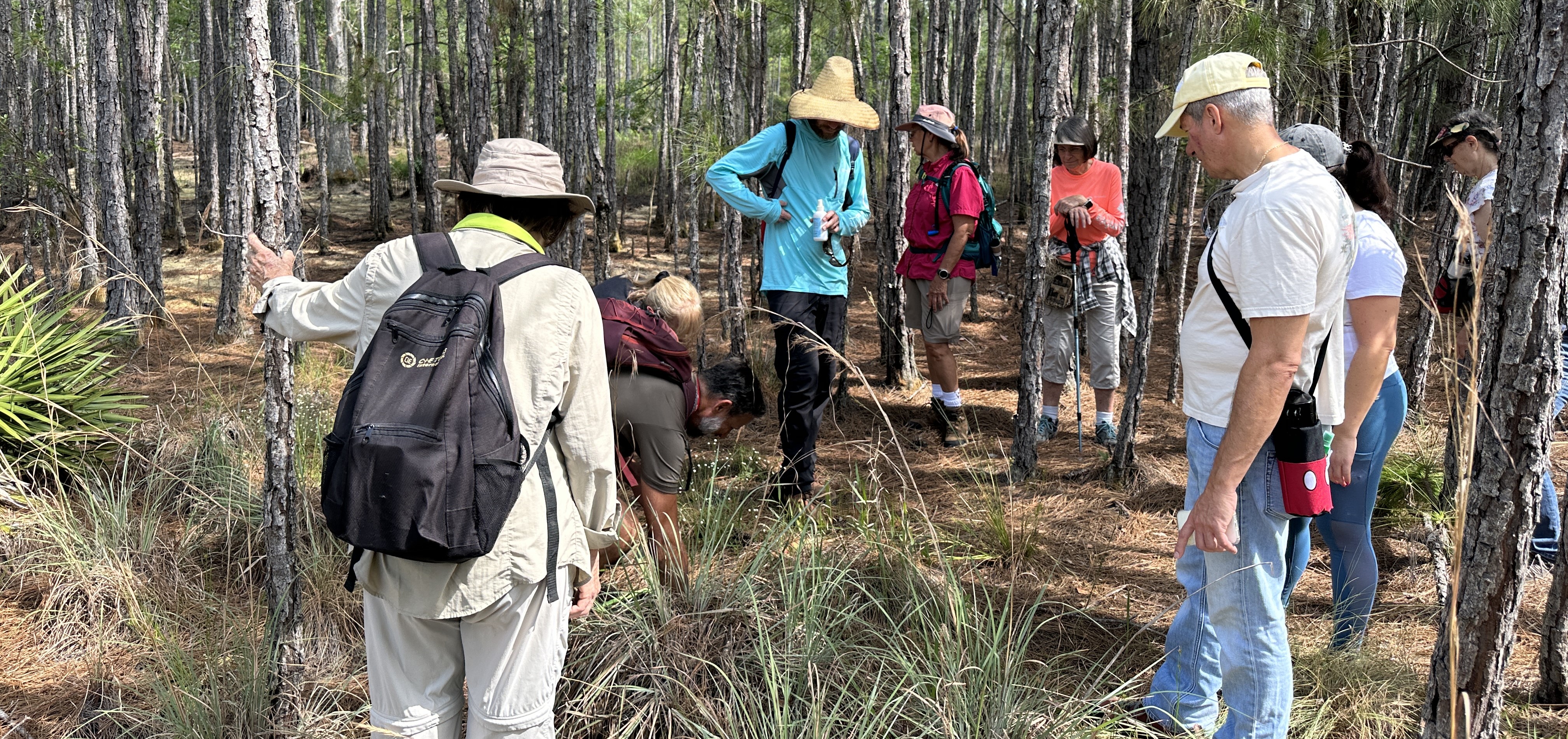 Citizens on hike at Wiregrass Preserve looking at wildflowers.