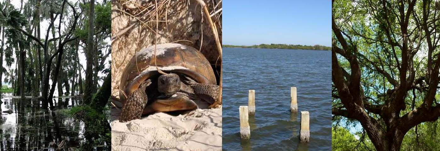 Wetlands, gopher tortoise, class II, tree